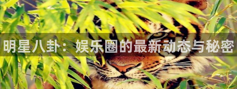 蓝图娱乐电玩网官网入口：明星八卦：娱乐圈的最新动态与秘密