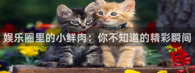 壹号top娱乐：娱乐圈里的小鲜肉：你不知道的精彩瞬间